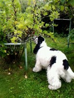 /album/patu/elokuu13-012-jpg/